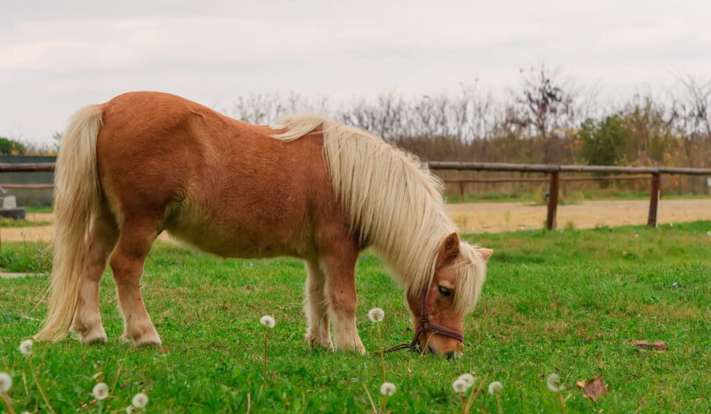 beautiful miniature horse on a farm 