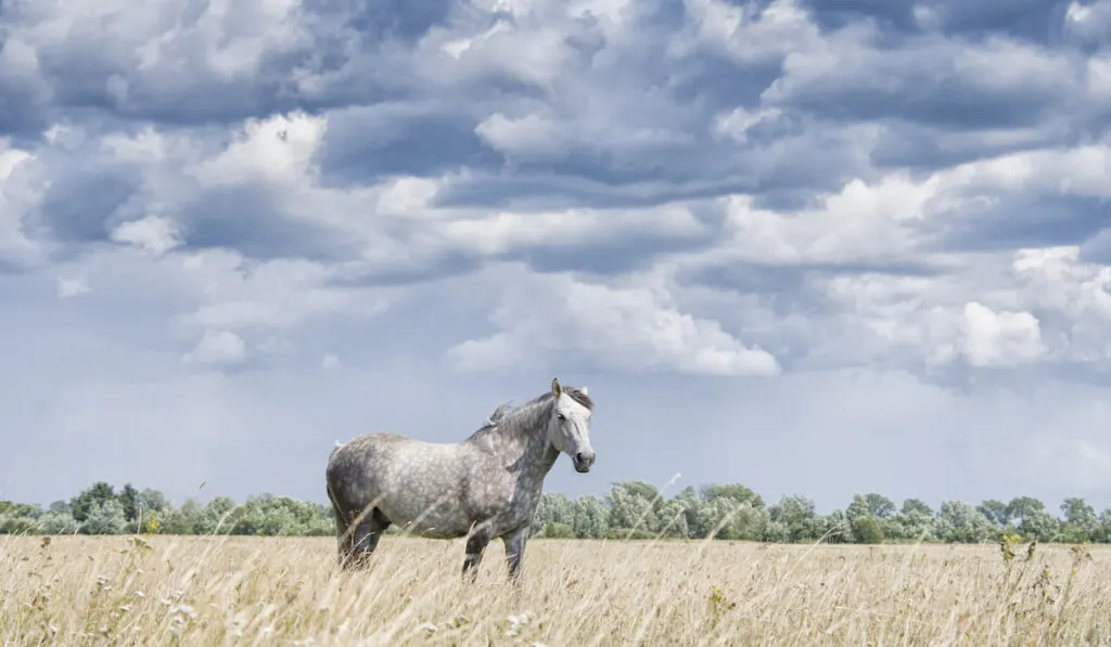 beautiful musting white spotted horse on meadow