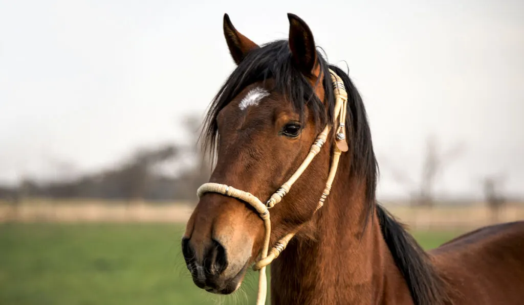beautiful peruvian paso horse portrait