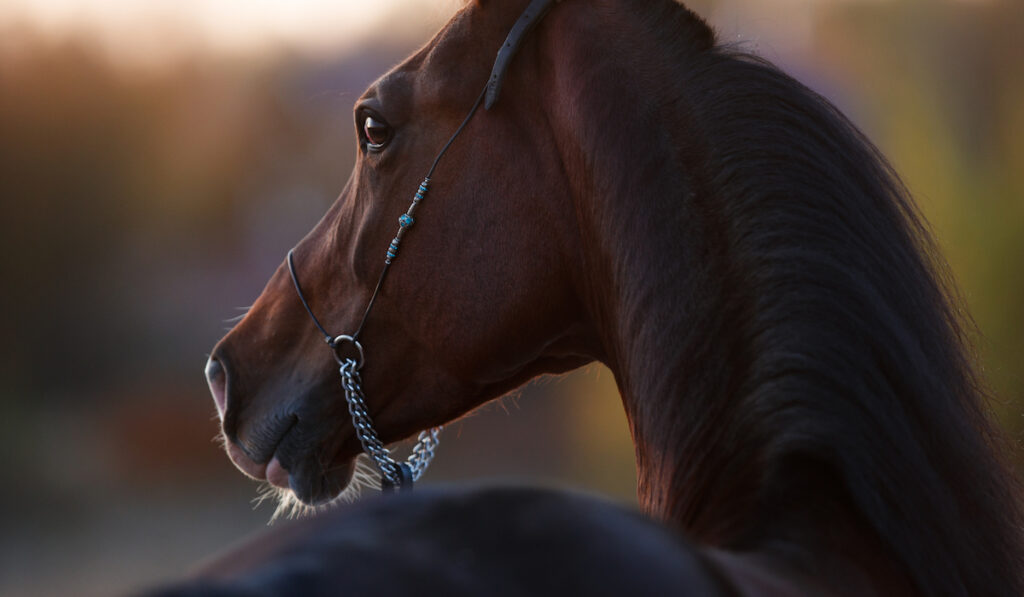 beautiful photo of a blood bay horse