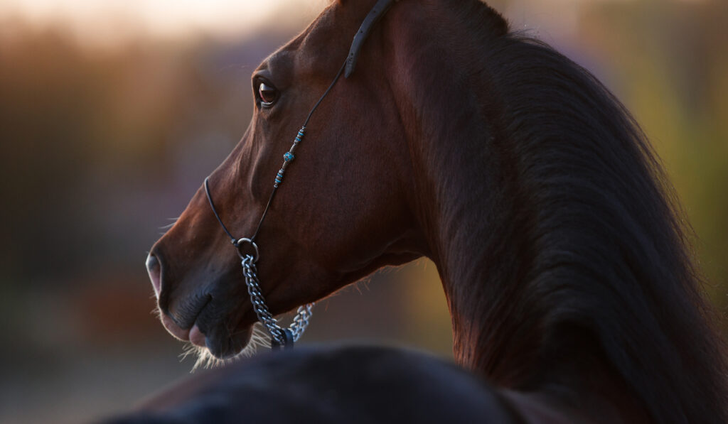 beautiful photo of a blood bay horse