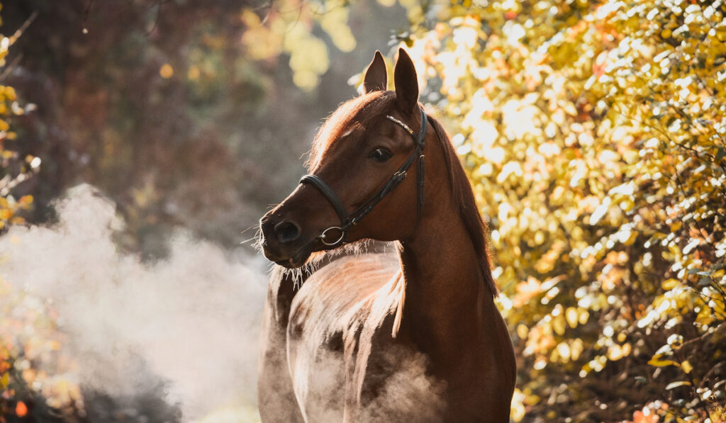 beautiful picture of a red arabian horse