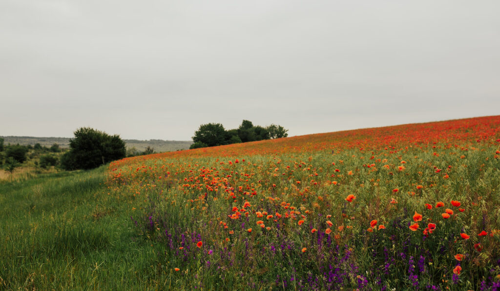 beautiful poppy field summer Scarlet Globemallow flowers meadow 