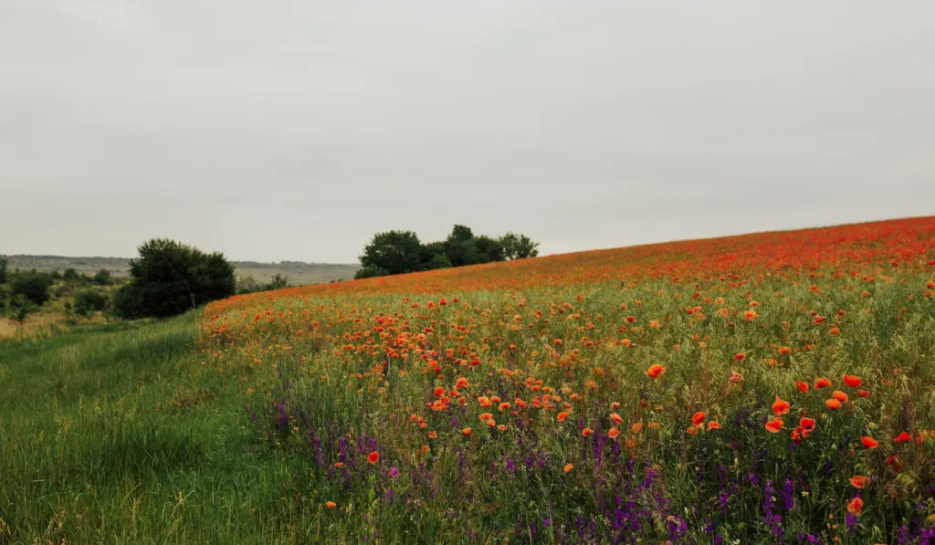 beautiful poppy field summer Scarlet Globemallow flowers meadow