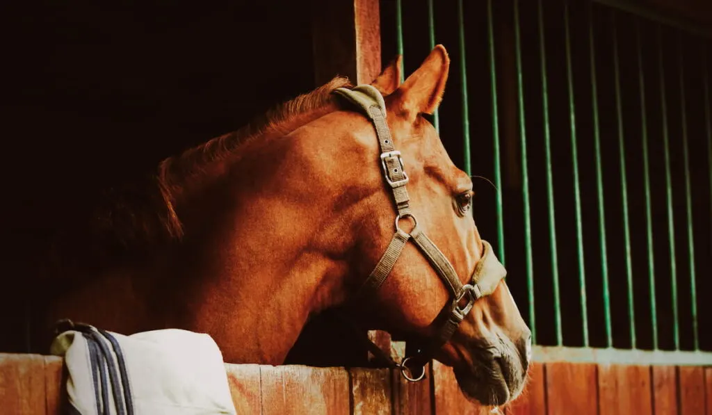 beautiful sorrel horse standing in a wooden stall