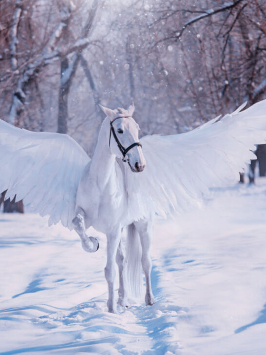 beautiful white Pegasus spreading its wings on the snow