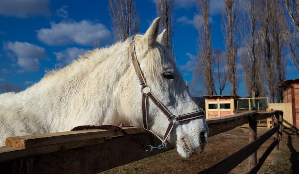 beautiful white horse in the animal pen at the ranch in the village