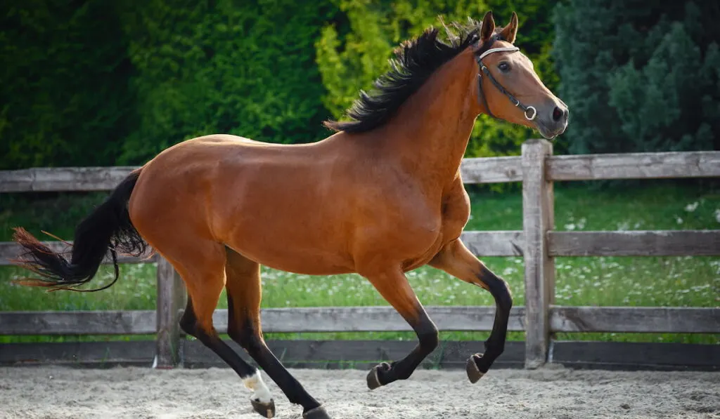 beautiful young sport horse galloping in paddock