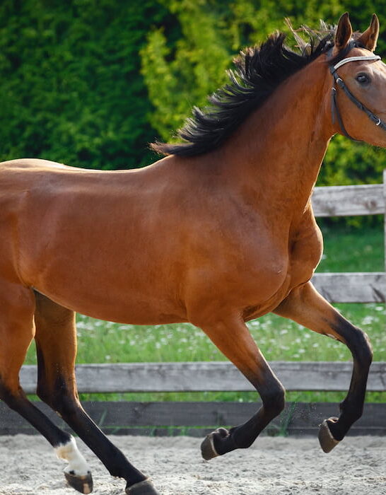 beautiful young sport horse galloping in paddock