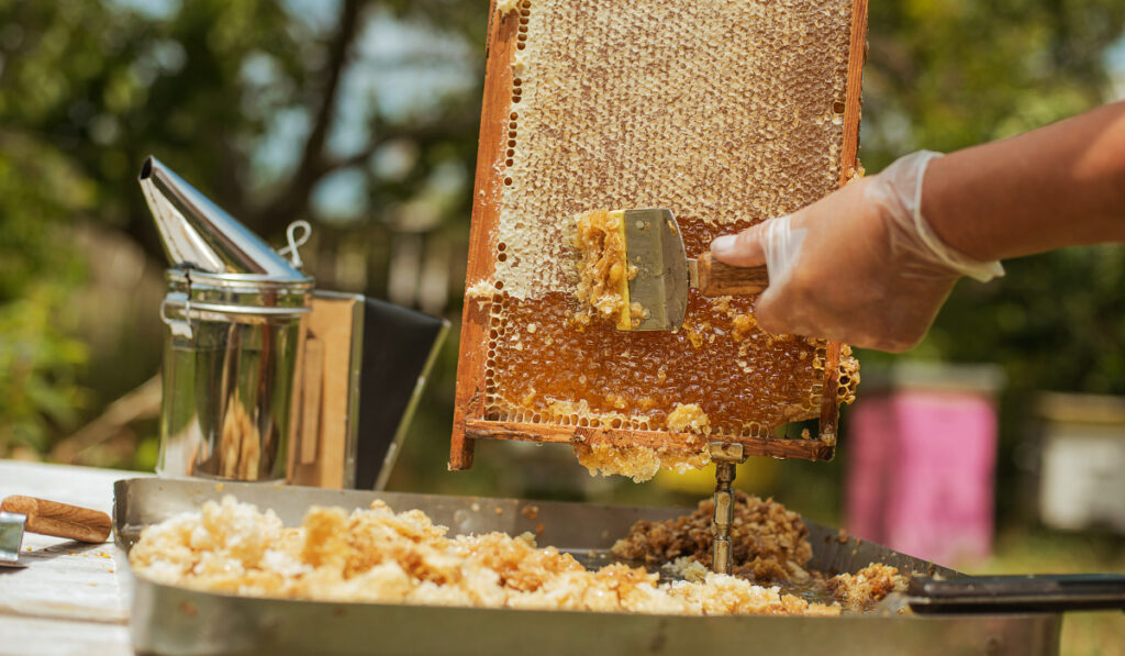 beekeeper collects the honey