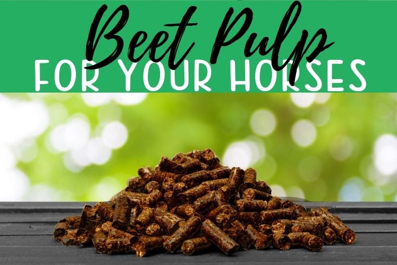 Beet Pulp For Your Horses A Case for Wet and Dry Helpful Horse Hints