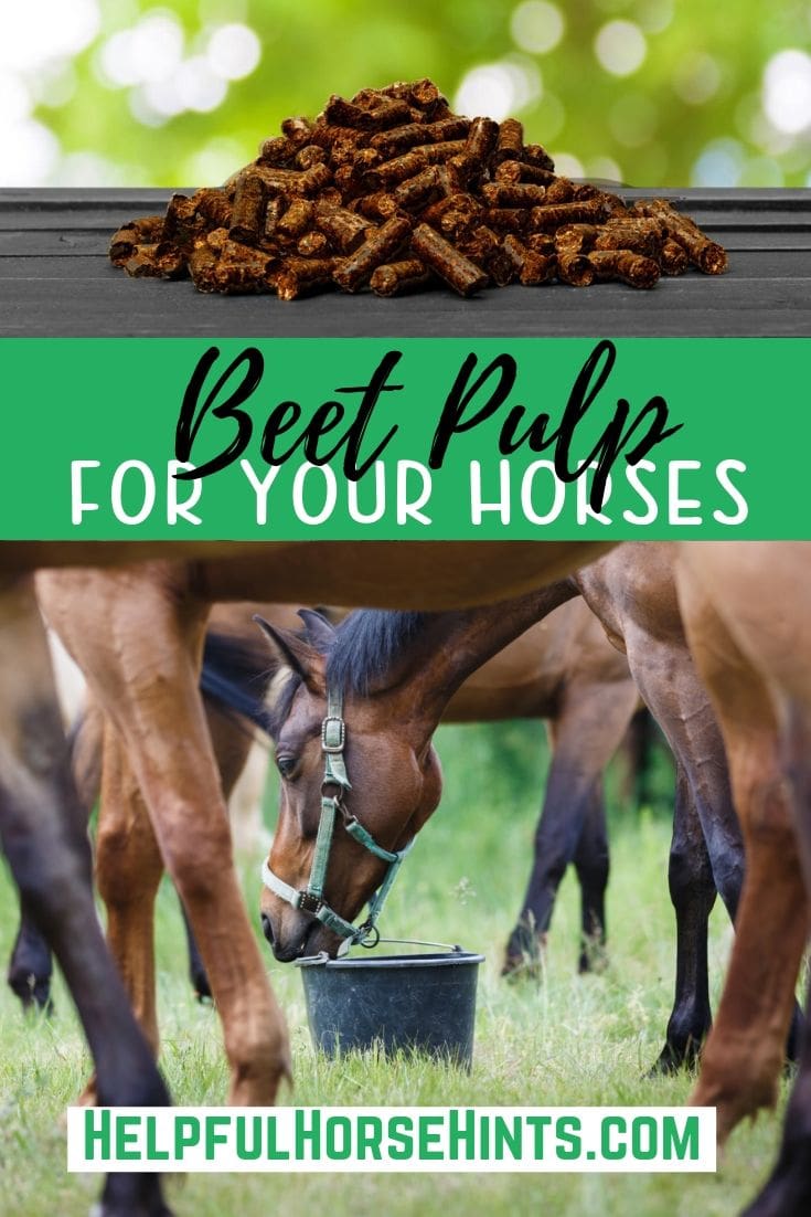 Beet Pulp For Your Horses A Case for Wet and Dry Helpful Horse Hints