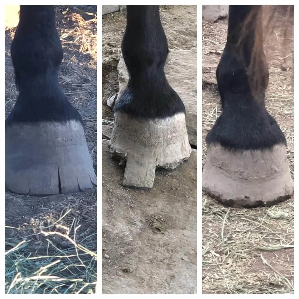Before and after closeup shot of horse hoof