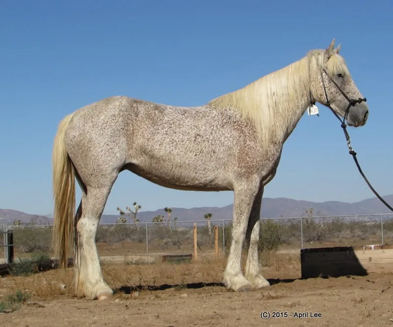 Gray BLM Mustang Mare with white long tail and mane