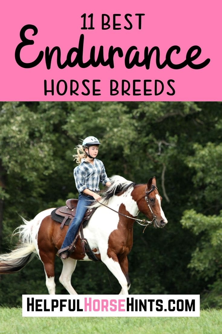 11 Best Endurance Horse Breeds All Have Ridden in at Tevis Helpful