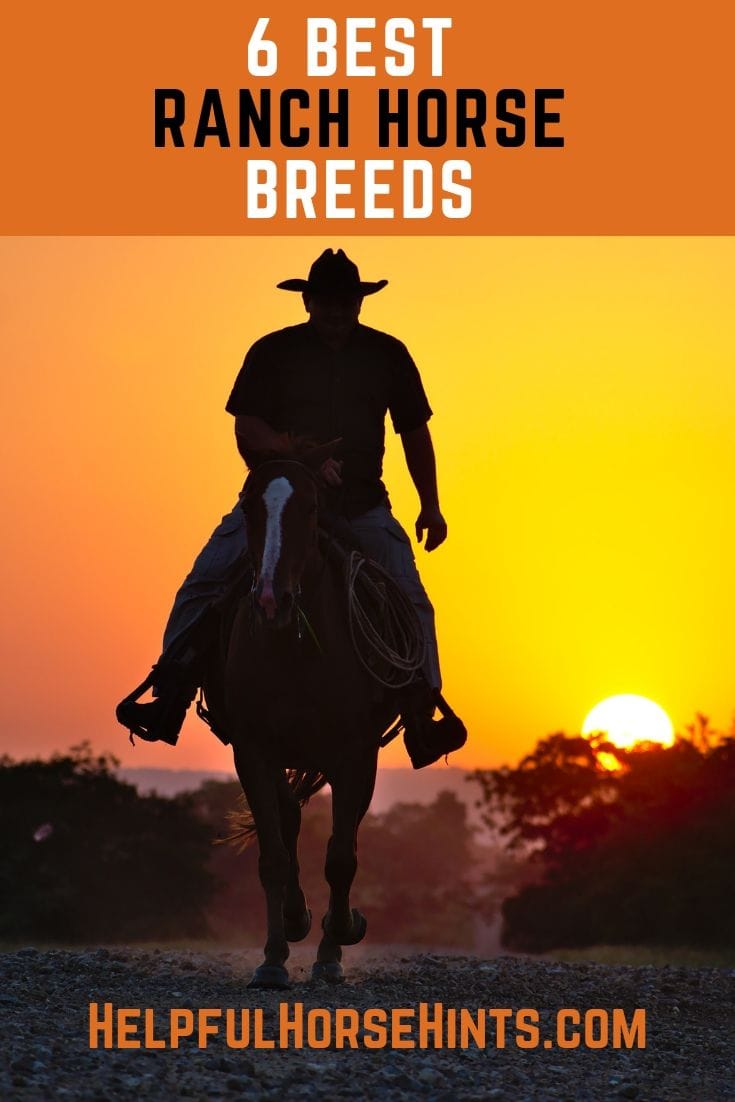 6 Best Ranch Horse Breeds Helpful Horse Hints