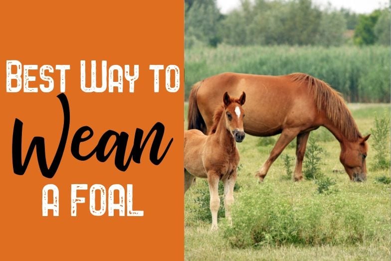 Best way to wean a foal a look at 5 different methods helpful horse