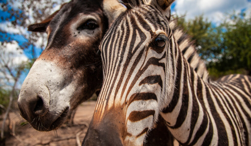 bestfriend donkey and zebra