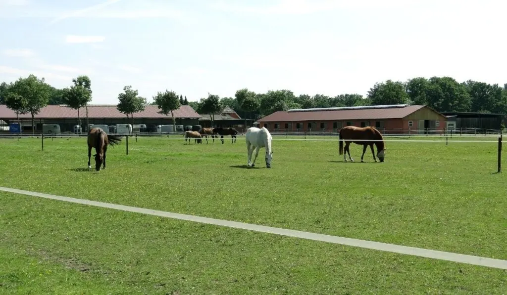 big horse farm