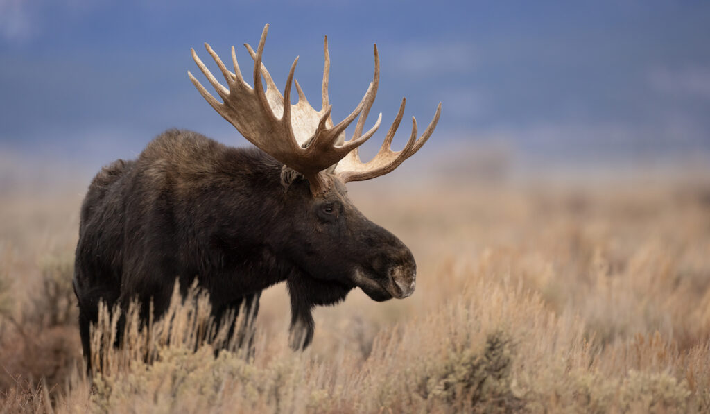 big moose portrait