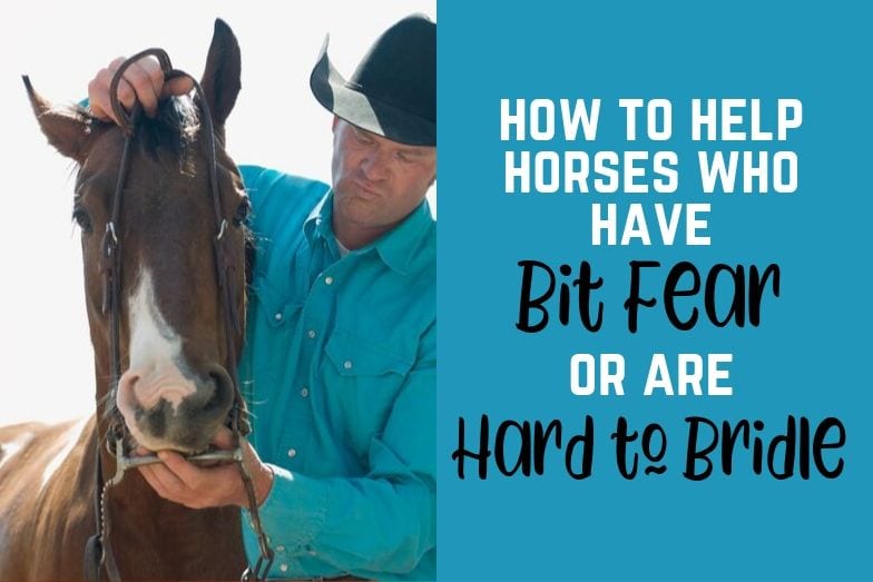 How to Help Horses Who Have Bit Fear or Are Hard to Bridle Helpful