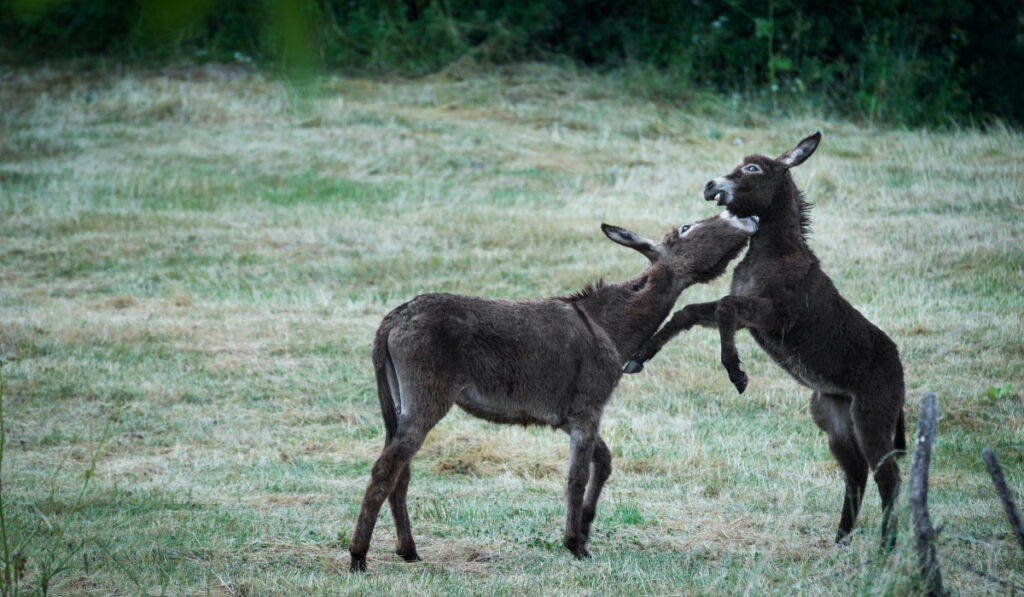 two donkey in the field fighting