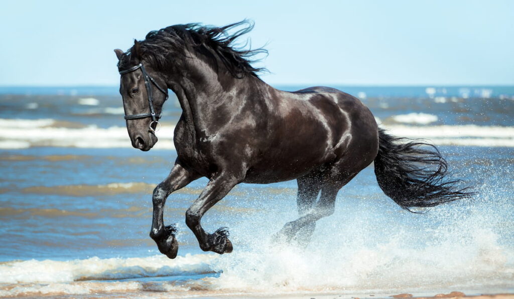 black Friesian horse runs gallop on the water on the coast