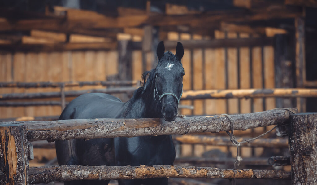 balck quarter horse in the pen