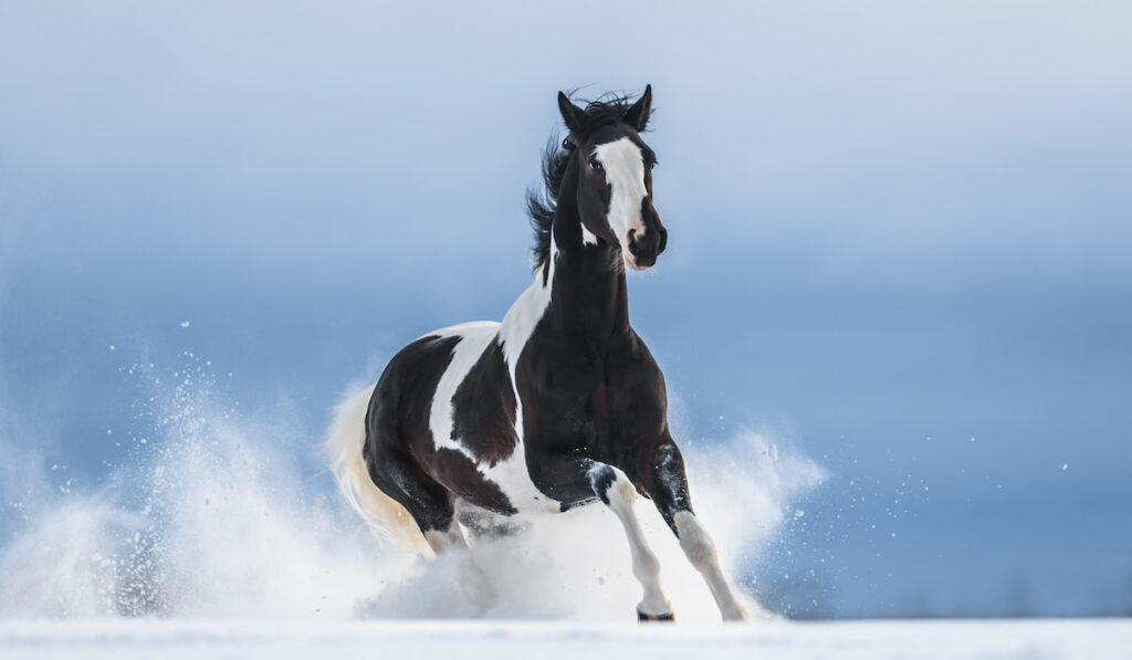 black and white American Paint Horse running over snow field 
