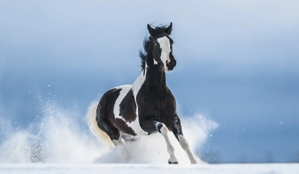 black and white American Paint Horse running over snow field