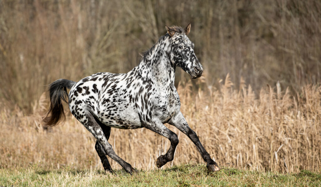 11 Black And White Horse Breeds With Photos - Helpful Horse Hints