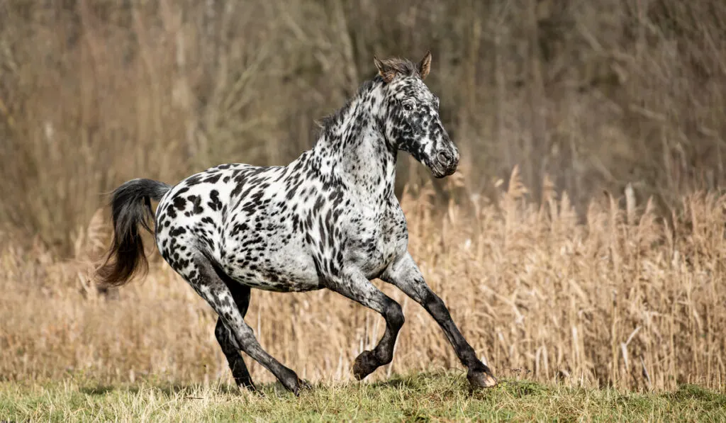 black and white Knabstrupper horse running on field 