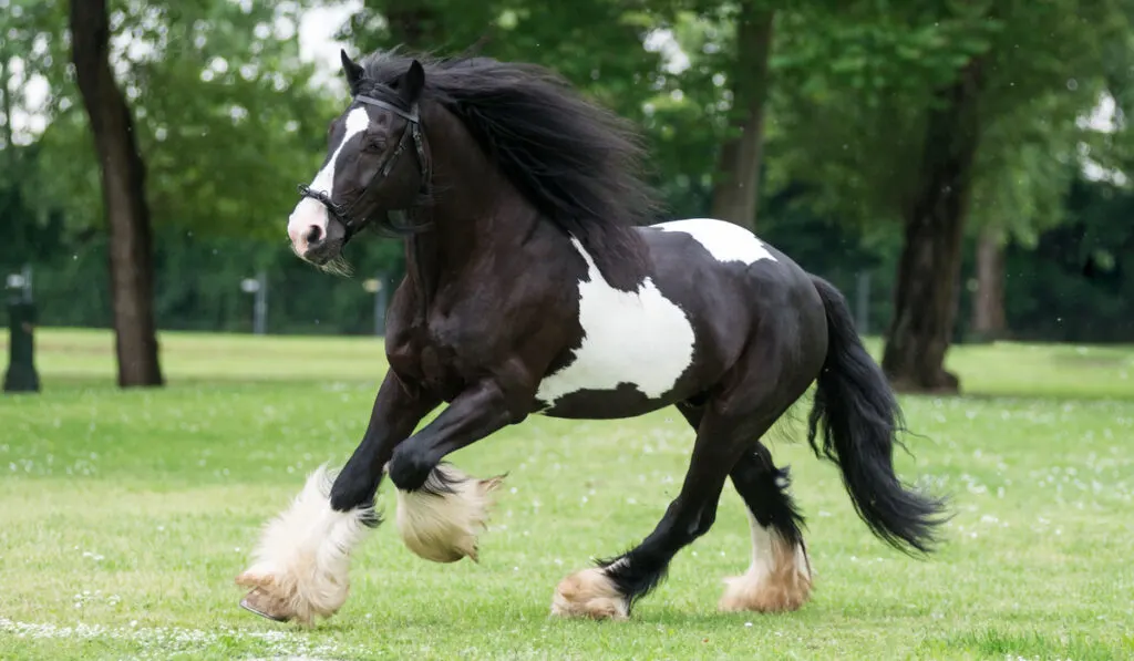 Black and white gypsy vanner running on the farm
