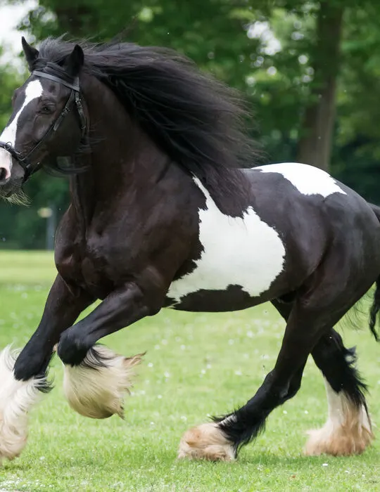 gypsy vanner running on the farm