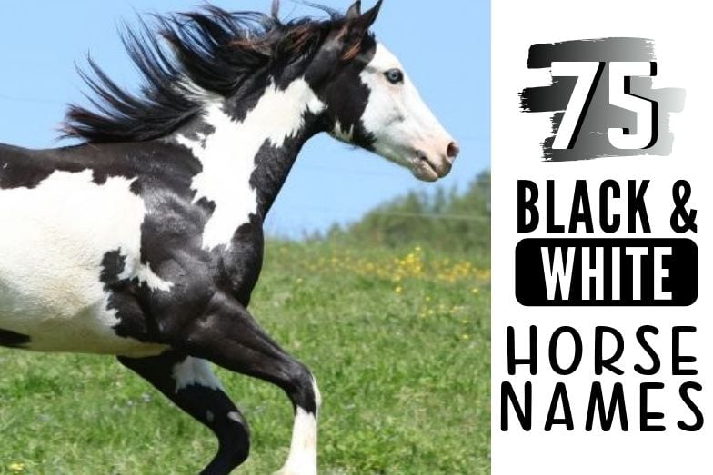 75 Excellent Names for Your Black & White Horse Helpful Horse Hints 75 Excellent Names for Your Black & White Horse Helpful Horse Hints