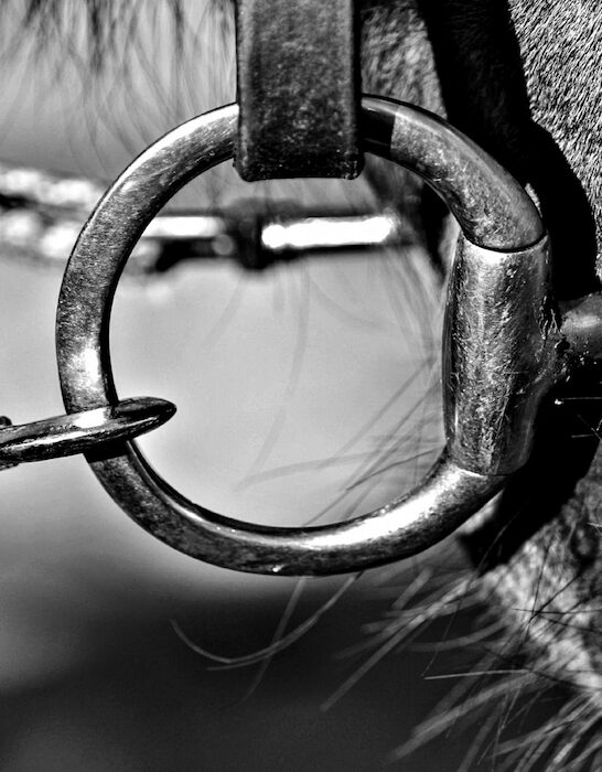 black and white photo of a horse bit
