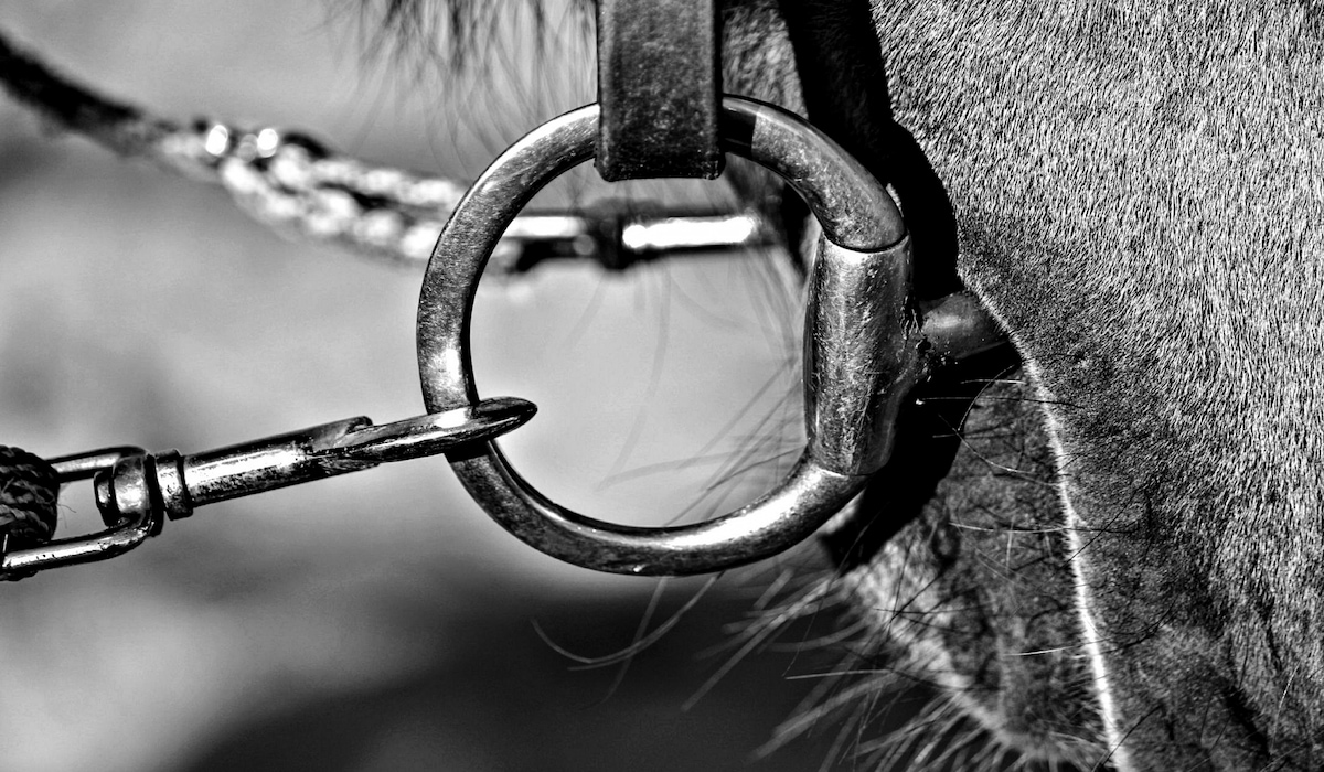 17 Types of Bits for Horses Helpful Horse Hints