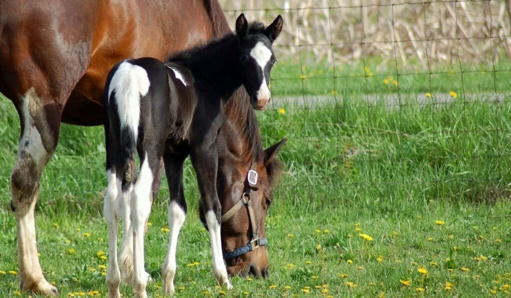 Filly Age