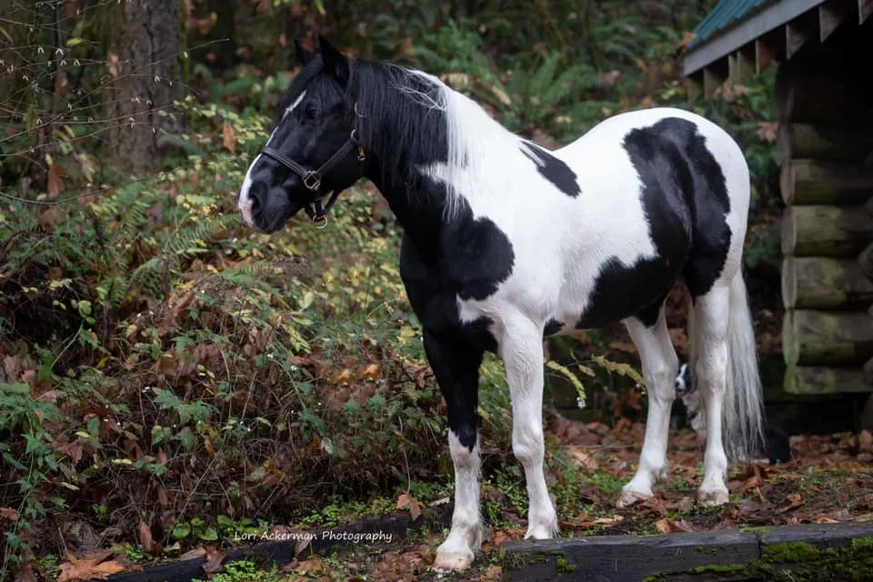 Black and White Tobiano horse walking in nature