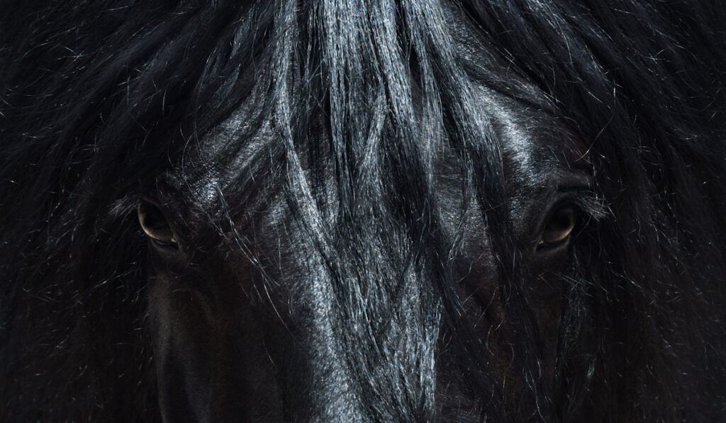 black andalusian horse