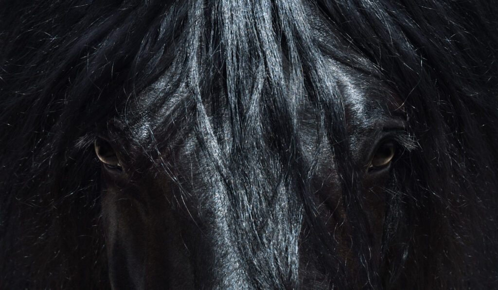 black andalusian horse