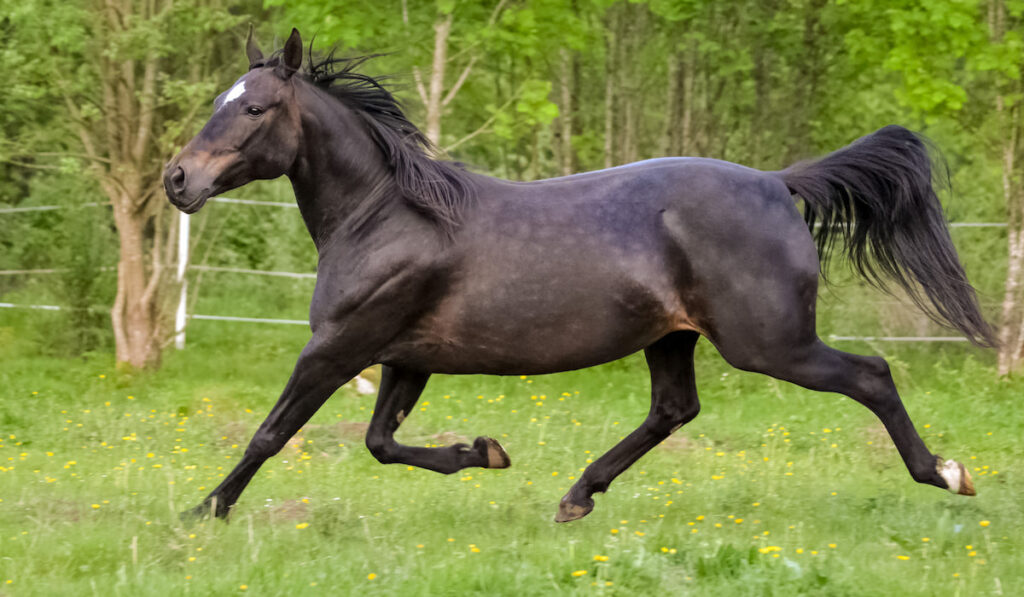 black appendix quarter horse running in an open field 