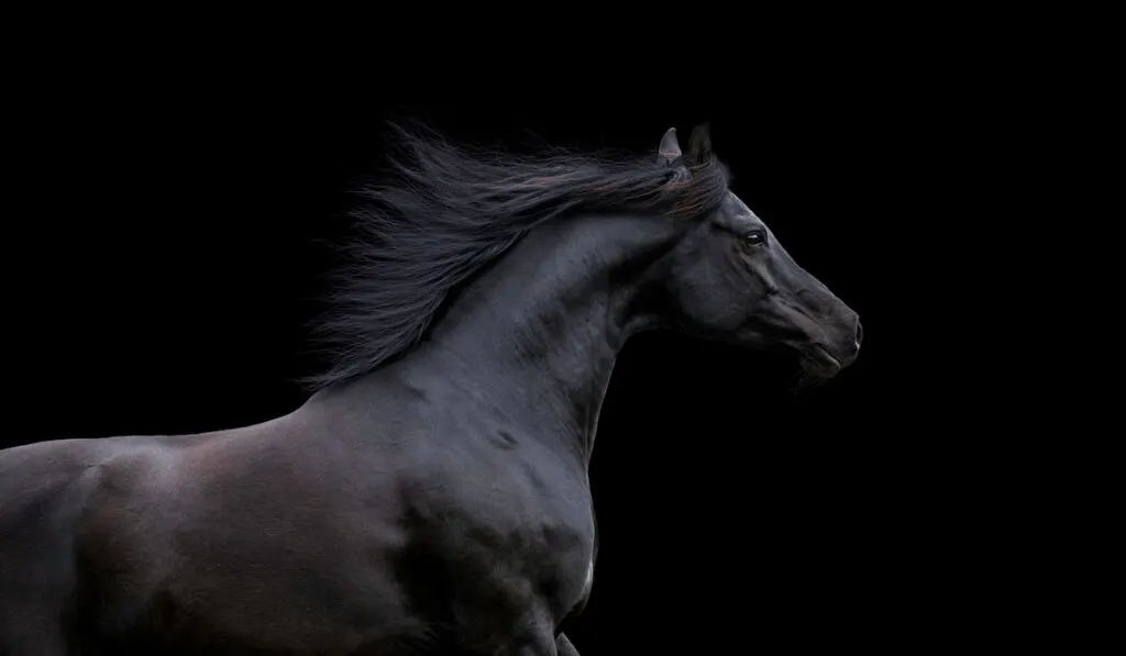 black arabian horse