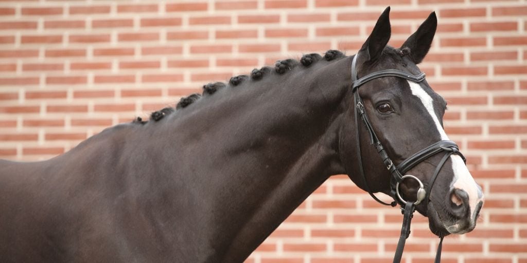 black dutch warmblood horse