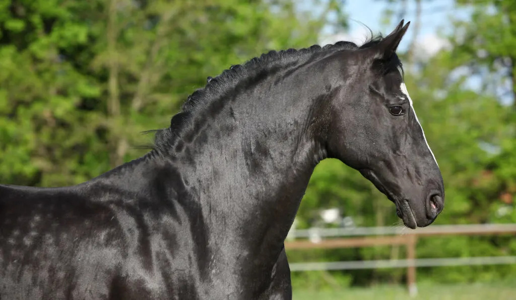 black dutch warmblood