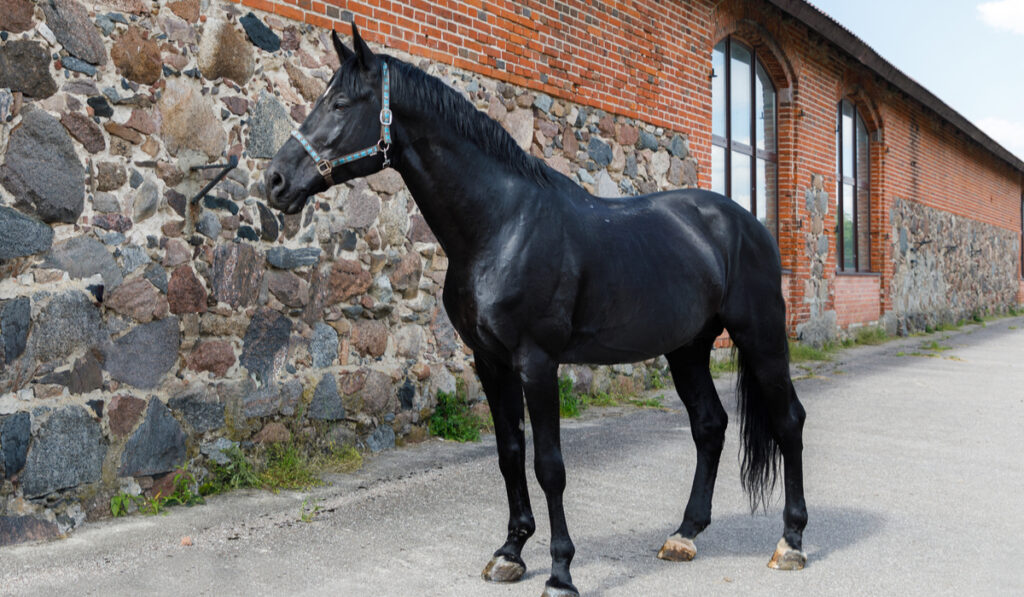 black holsteiner horse outdoor 