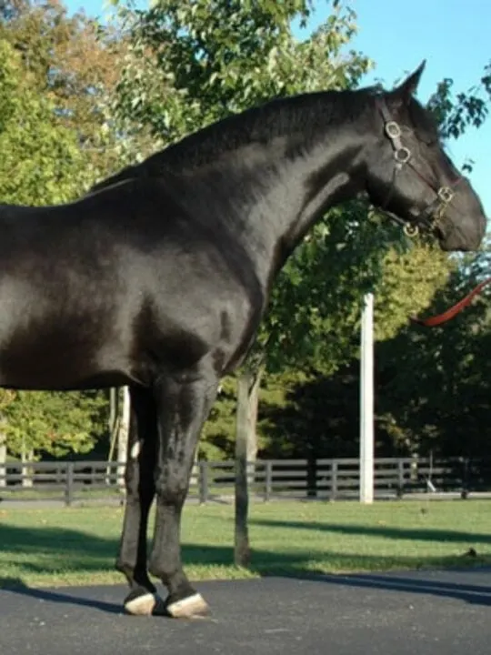 13 Breeds Where You Can Find All Black Horses
