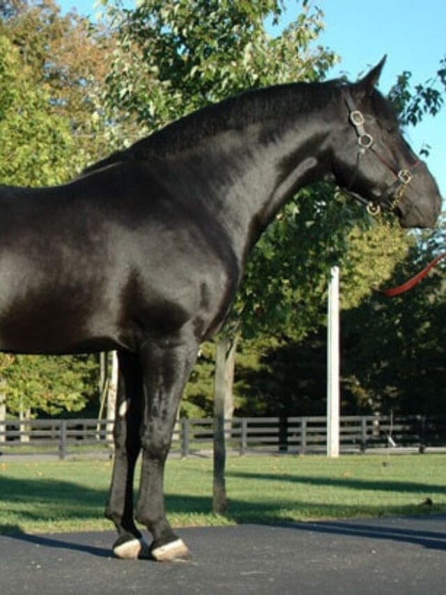 13 Breeds Where You Can Find All Black Horses