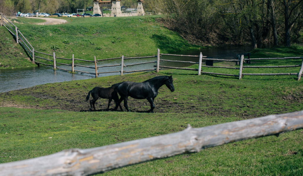 black horse and black foal grazing 