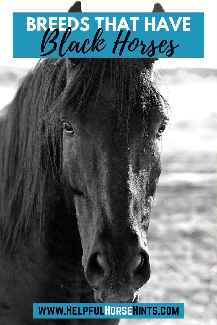 13 Breeds Where You Can Find All Black Horses Helpful Horse Hints